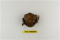 藏品(幹練居殼蟹)的圖片